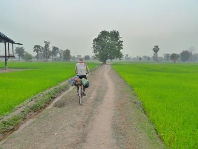 Kuenstlich bewaesserte Reisfelder